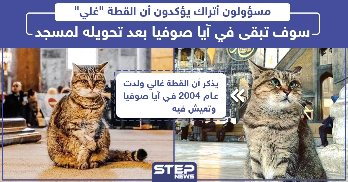 مسؤولون أتراك يؤكدون أن القطة "غلي" سوف تبقى في آيا صوفيا بعد تحويله لمسجد