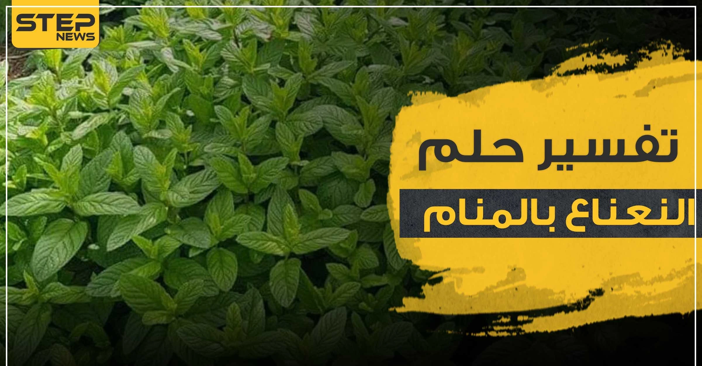 تفسير حلم النعناع بالمنام حسب المفسرين وبجميع الدلالات
