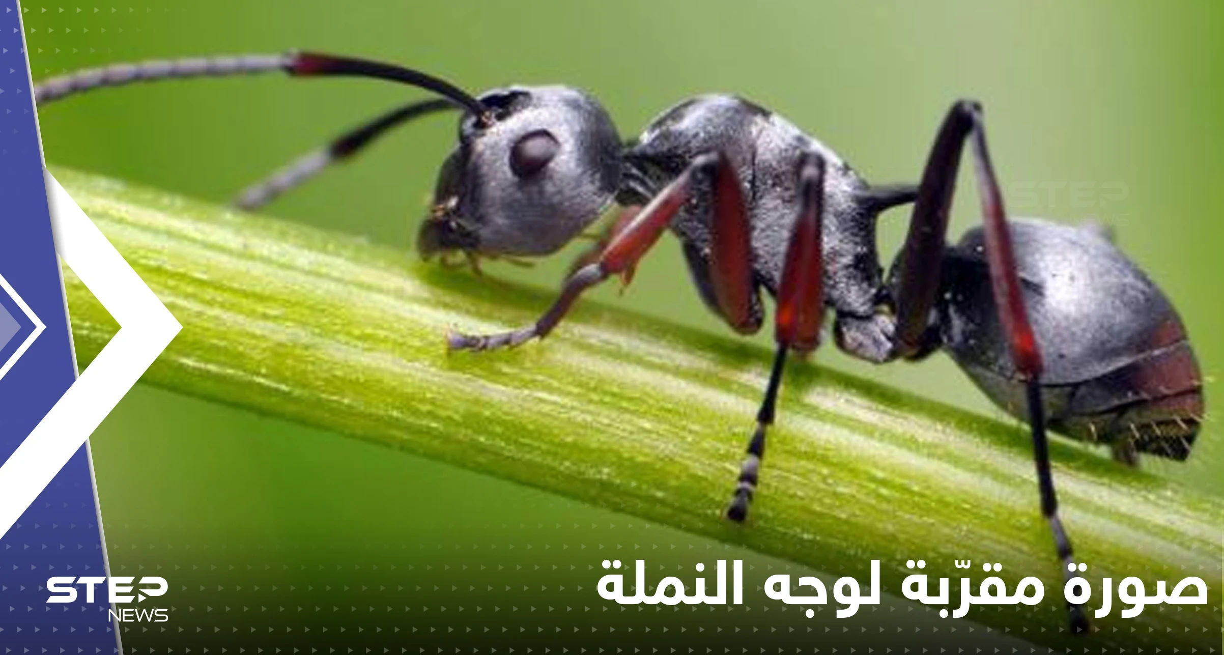 شاهد|| مصور يلتقط صورة مقرّبة لوجه النملة "ستجعلك ترى الكوابيس"