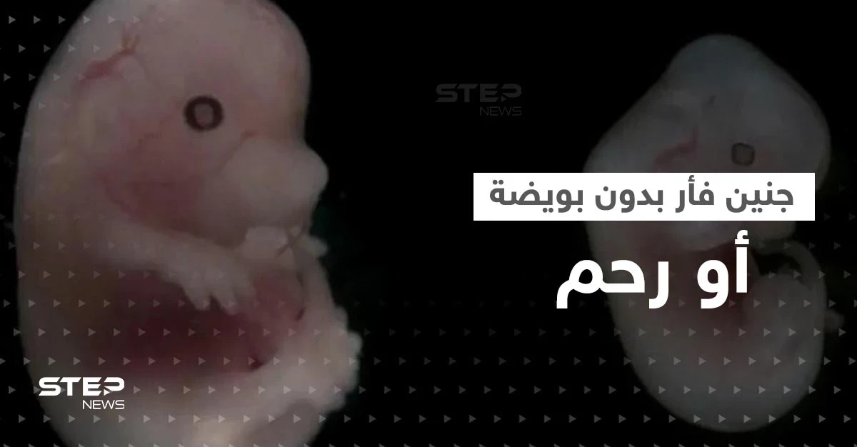بسابقة علمية.. علماء يطوّرون جنين فأر بقلب نابض في المختبر بدون بويضة أو رحم