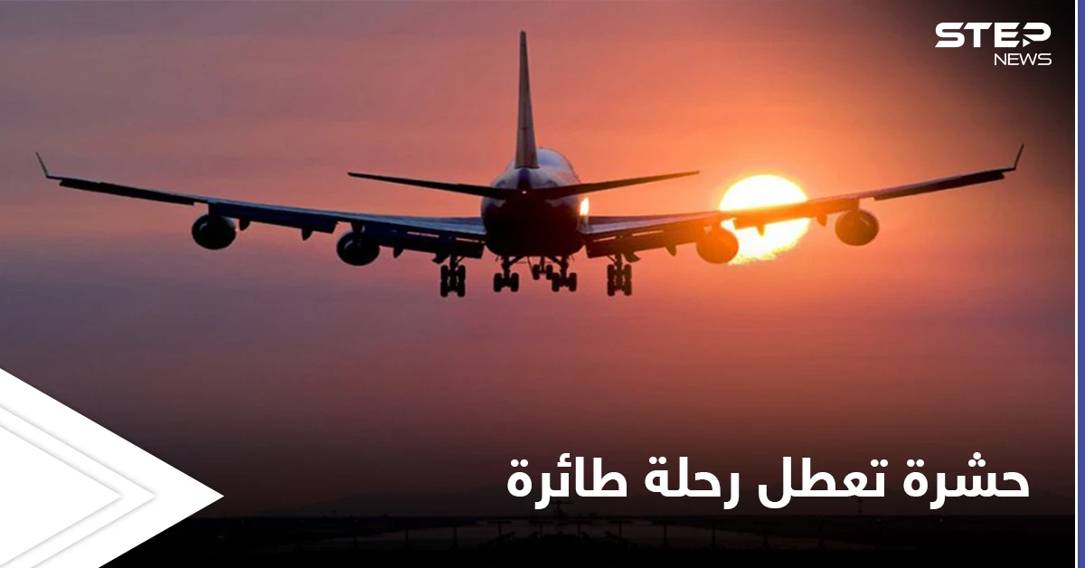 حشرة تظهر كل 17 عام تعطل رحلة طائرة أمريكية ومصادر تكشف التفاصيل
