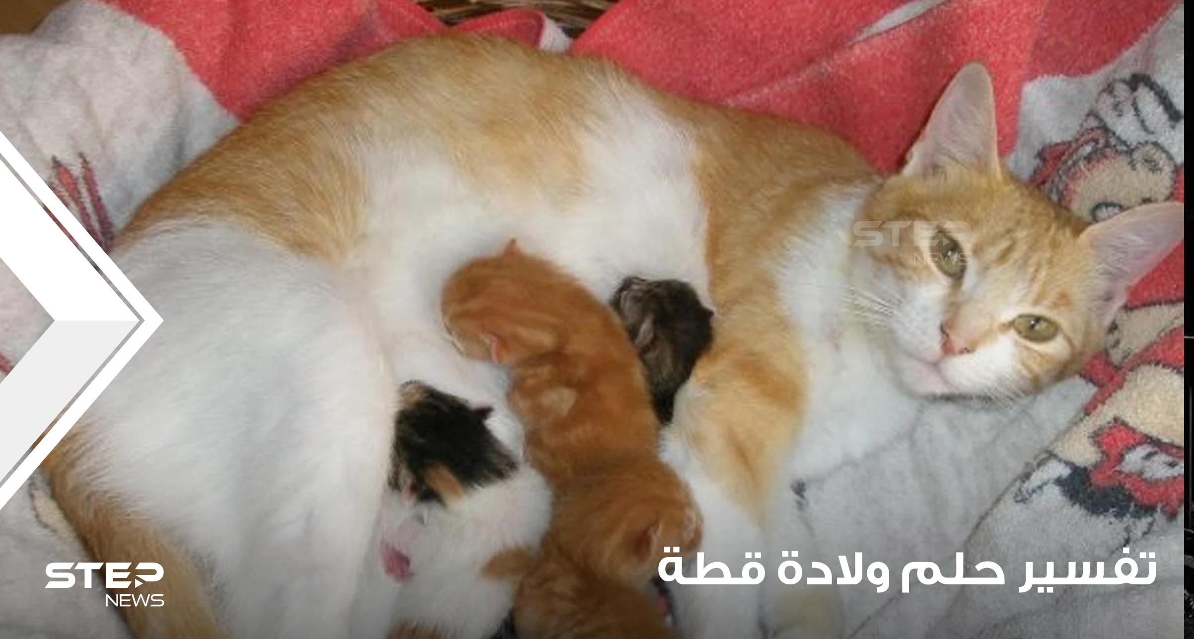 تفسير حلم ولادة القطة بجميع الدلالات والتفاسير المختلفة
