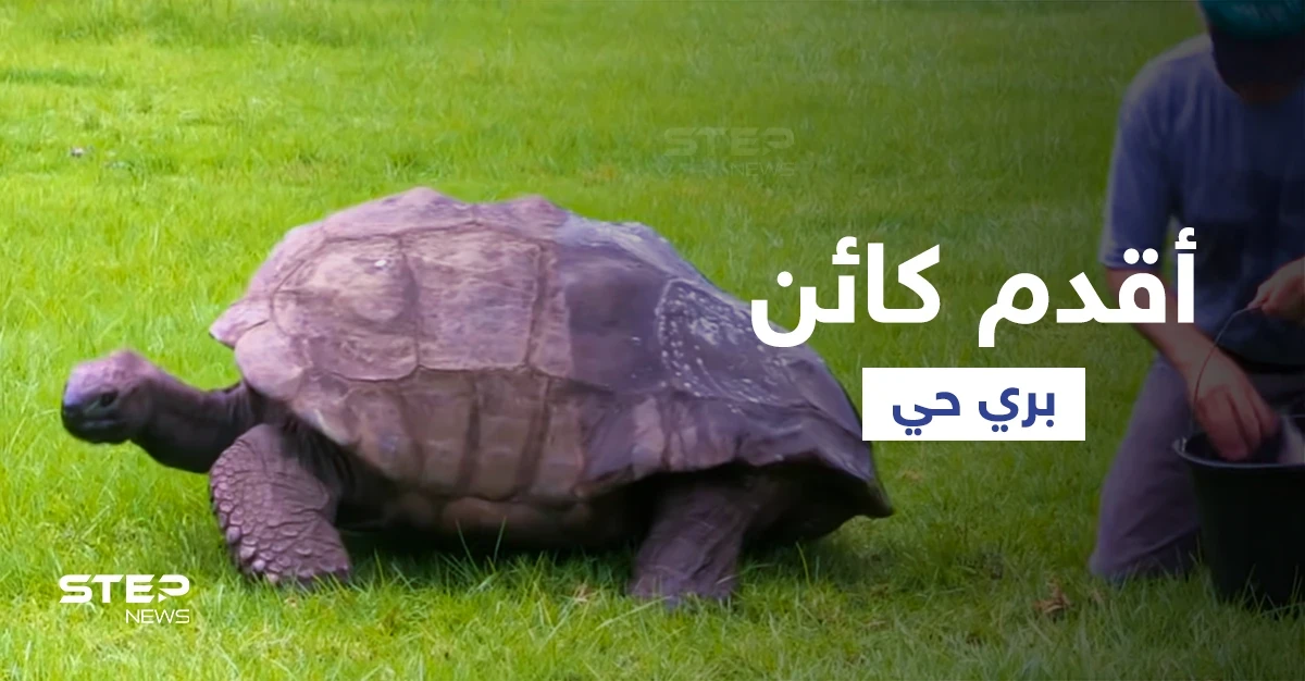بالفيديو|| أقدم كائن حي على وجه الأرض يكمل عامه الـ 190 في منفى نابليون بونابارت الشهير ويدخل موسوعة غينيس