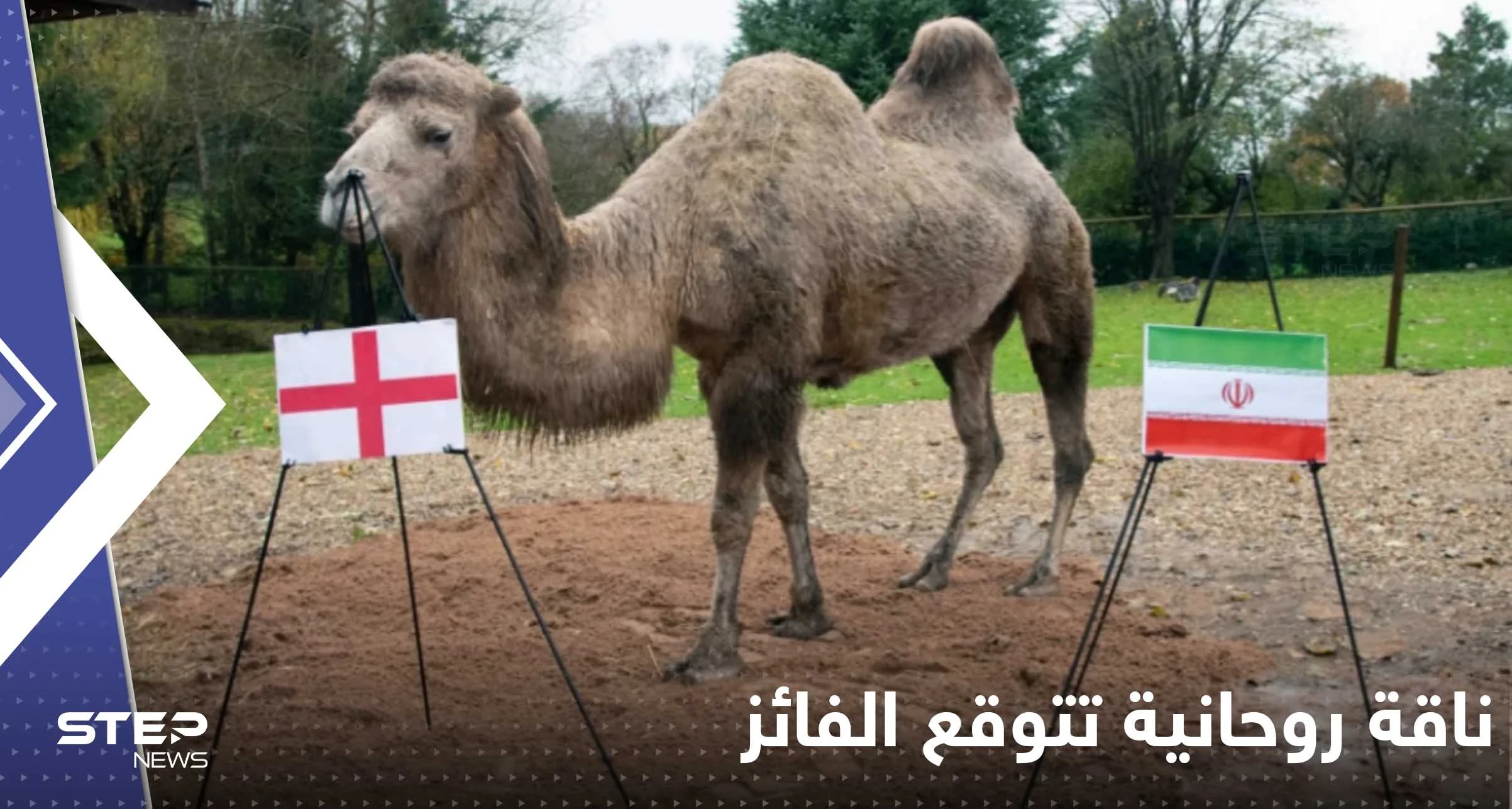 ناقة روحانية تكشف توقعاتها حول الفائز من مباراة قطر والإكوادور وإنجلترا وإيران
