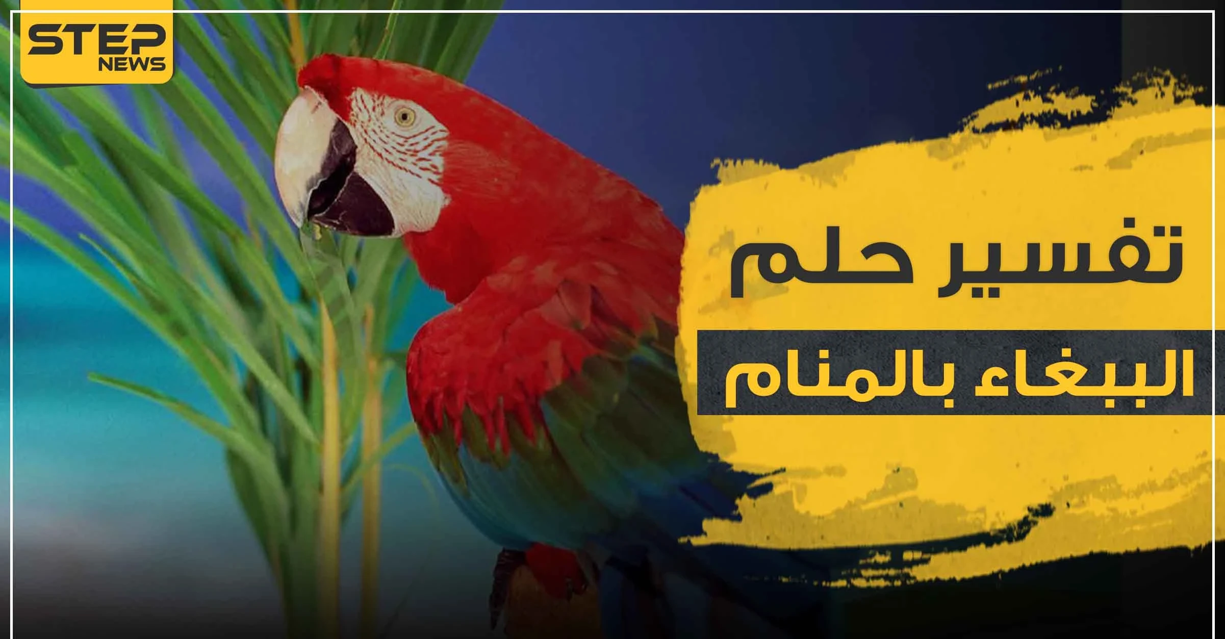 رؤية الببغاء في المنام تأويلها وتفسيرها بأكثر من رواية