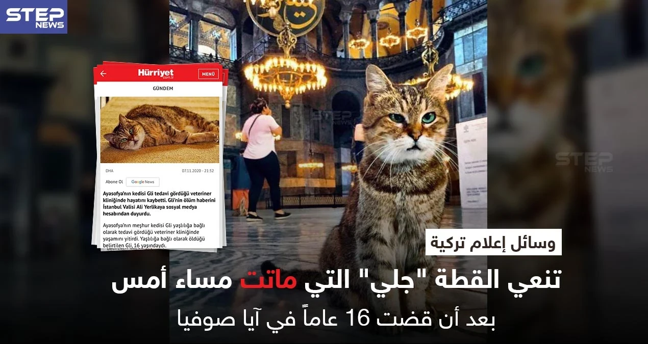 القطة "جلي" تودع آيا صوفيا بعد 16 عاماً فيه بالتزامن مع الانتخابات الأمريكية وانشغال الإعلام فيها