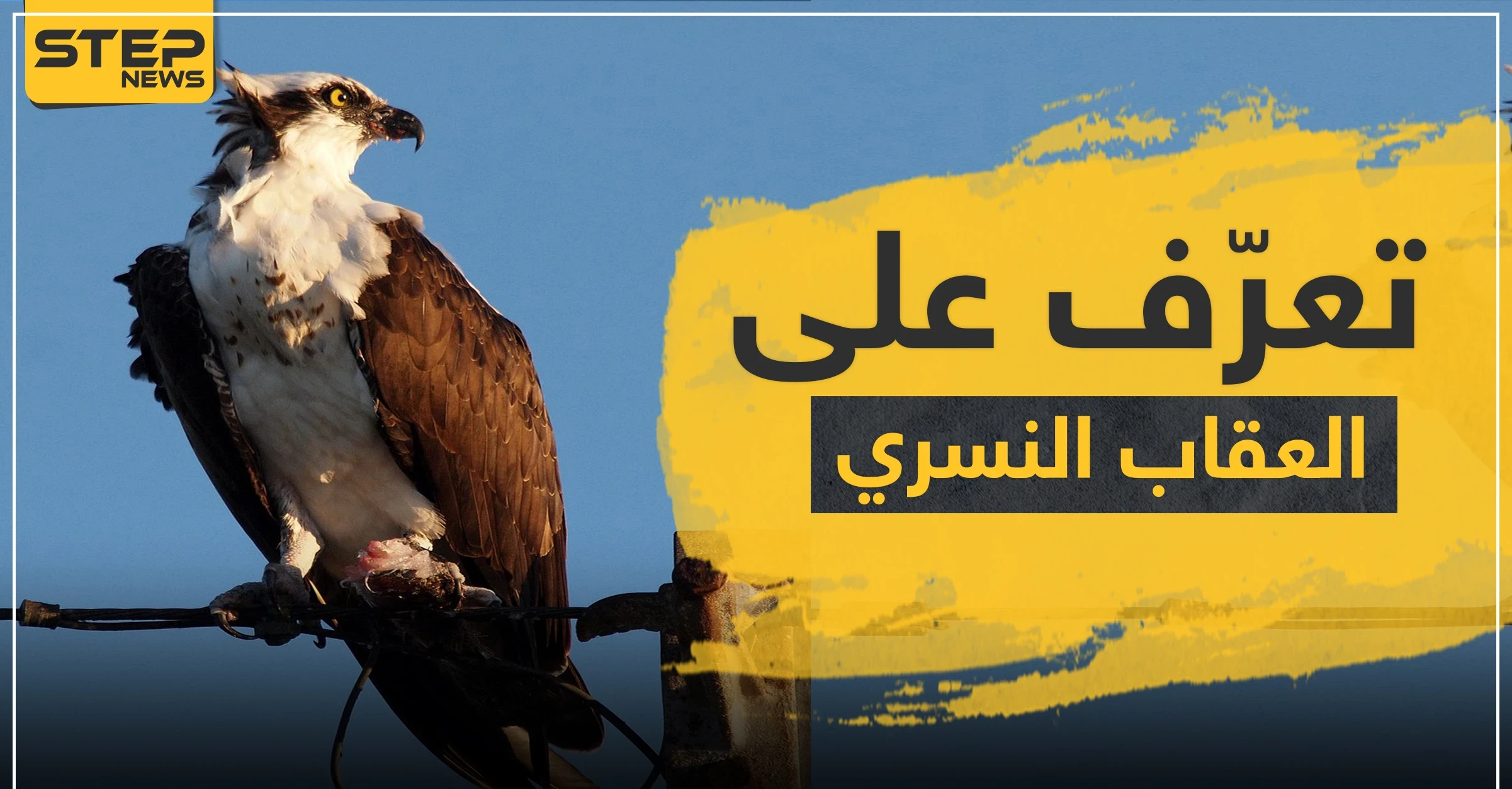 بالصور|| تعرّف إلى العقاب النسري الذي اصطاد سمكة قرش كبيرة.. سرعته تزيد عن 70 كلم بالساعة