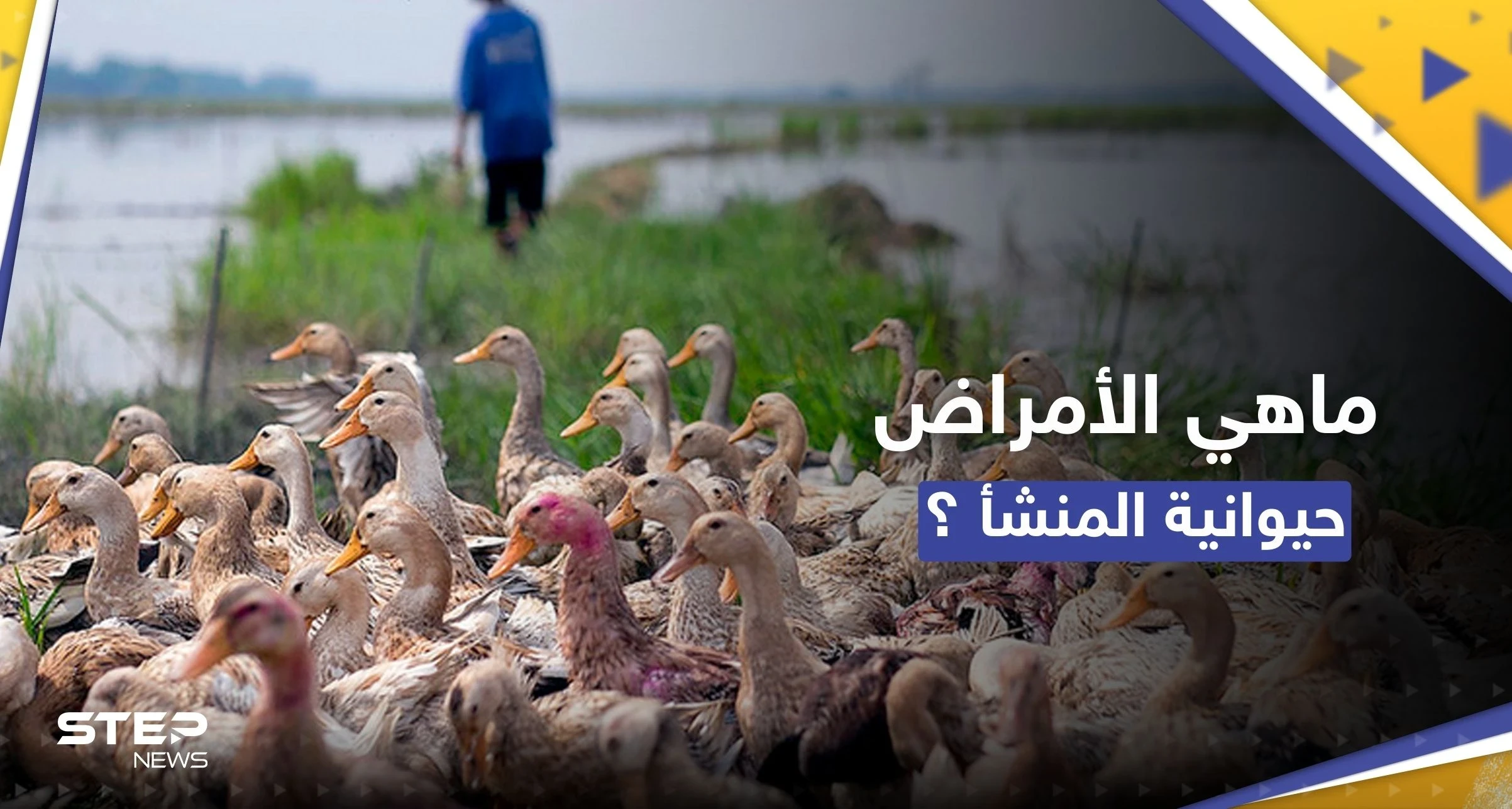لماذا تتزايد الأمراض التي تنتقل من الحيوانات إلى البشر.. دراسة تجيب