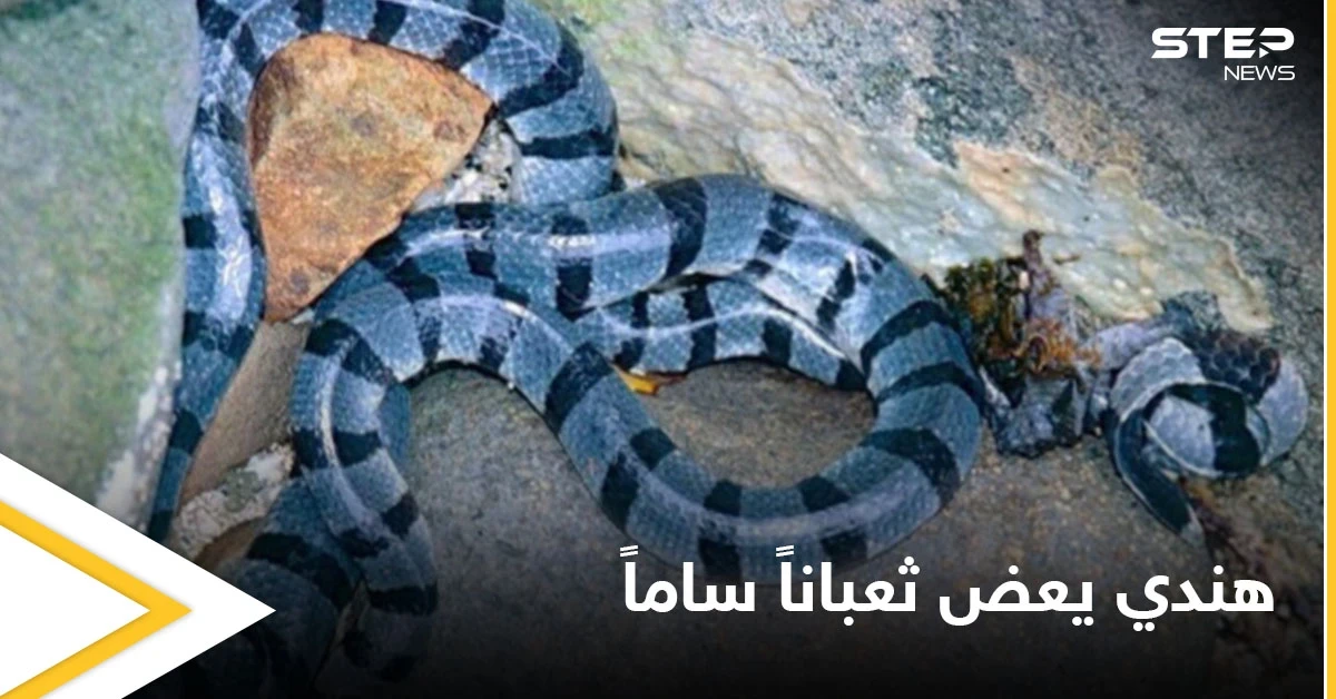 هندي يعض ثعبان سام ويقبض عليه بأسنانه حتى الموت انتقاماً منه وتعليقه على الحادثة