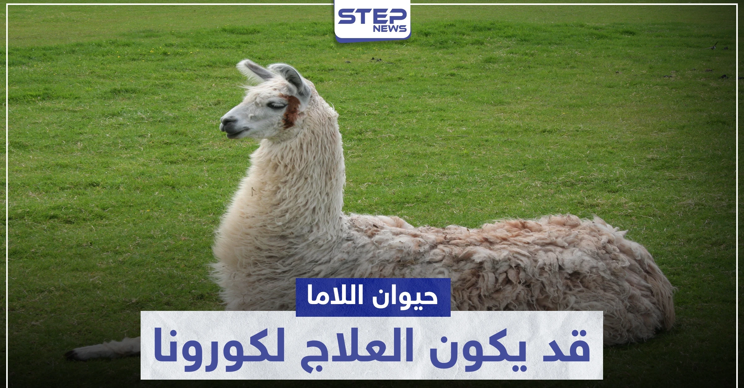 قد يكون العلاج.. حيوان "اللاما" ينتج أجسام مضادة لفيروس كورونا