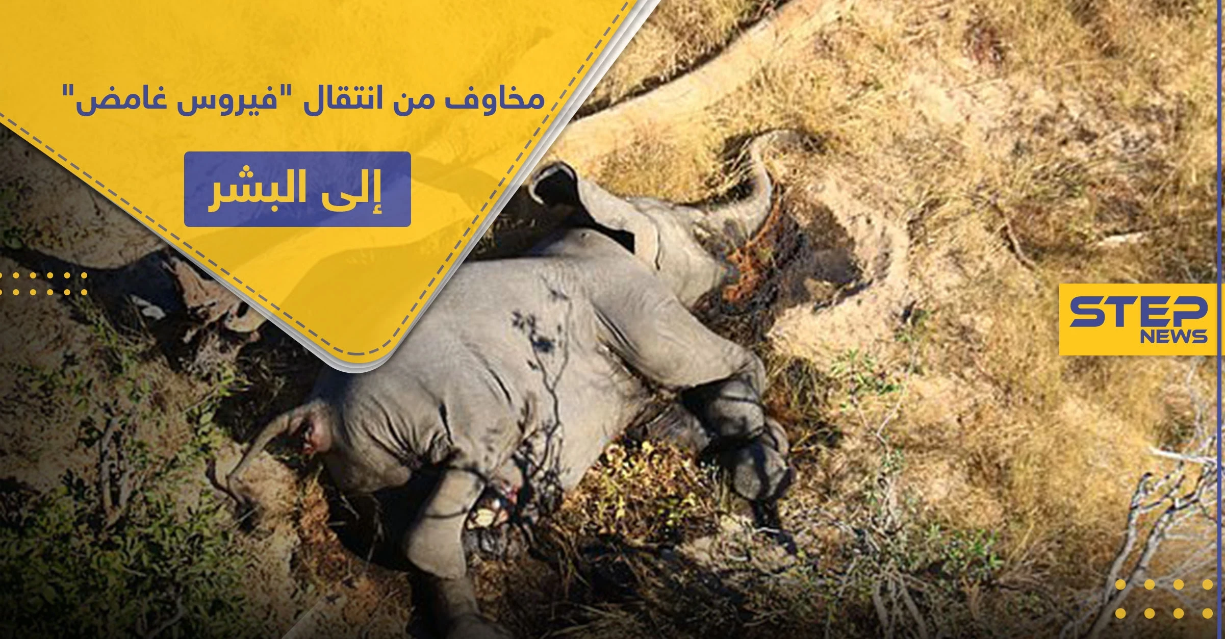 شكوك حول "فيروس غامض" أودى بحياة الفيلة بإفريقيا.. ومخاوف من انتقاله إلى البشر