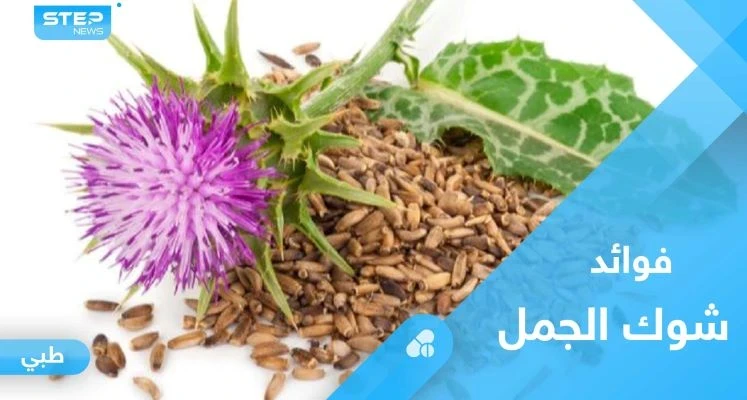 تعرف على عشبة شوك الجمل وفوائدها الصحية العديدة