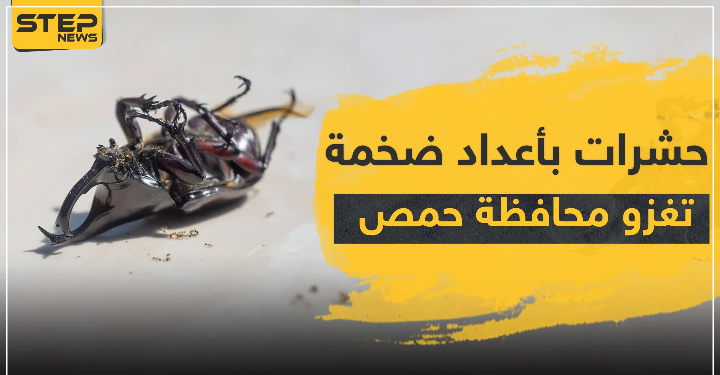 حشرات بأعداد ضخمة تغزو محافظة حمص وسط سوريا.. والتفاصيل!