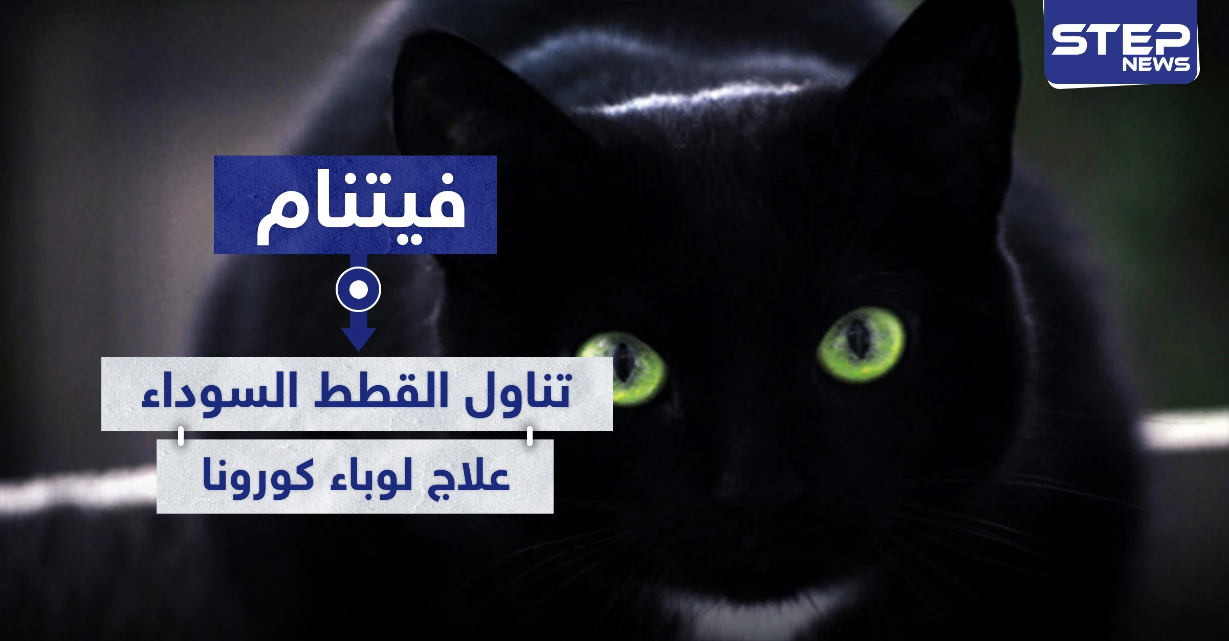فيتنام تتجه لأكل القطط السوداء ظنًا أنها تعالج المصابين بفيروس كورونا