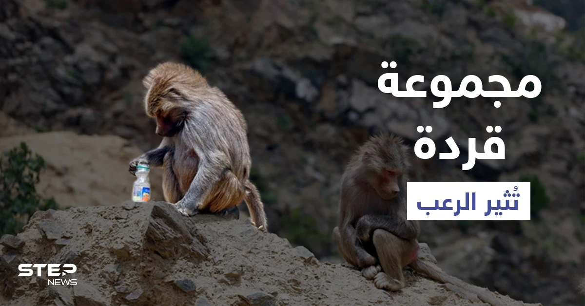 بالفيديو|| مجموعة قردة تثير الرعب في السعودية خلال عبثها وبحثها عن الطعام في مناطق مأهولة بالسكان