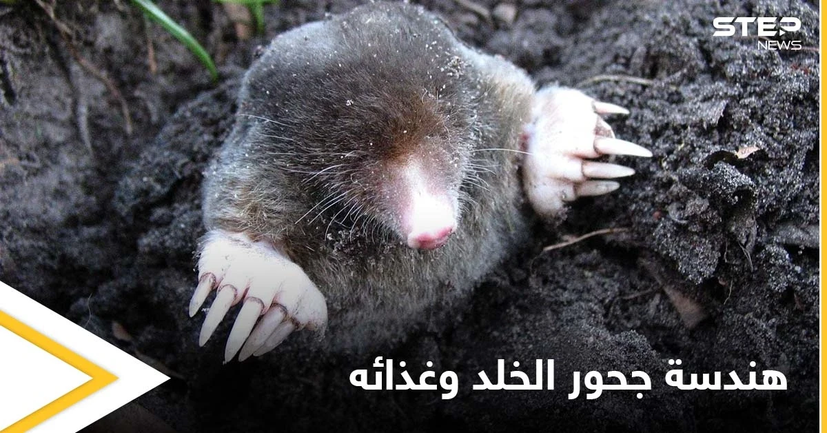 يتبع هندسة منظمة لجحوره ويقسمها إلى غرف عدة.. حياة الخلد السرية تحت الأرض وحقيقة نظامه الغذائي الذي لا يحتوي النباتات