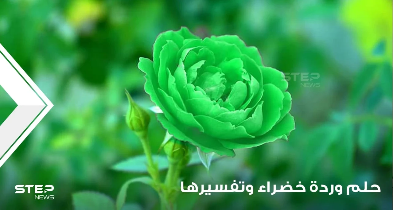 ماذا يعني أن ترى زهرة خضراء في إناء في المنام؟ وماهي دلالة هذه الرؤية