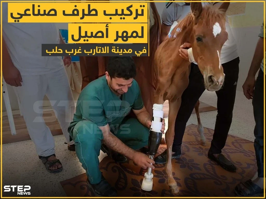 تركيب طرف صناعي لمهر أصيل في مدينة الأتارب غرب حلب