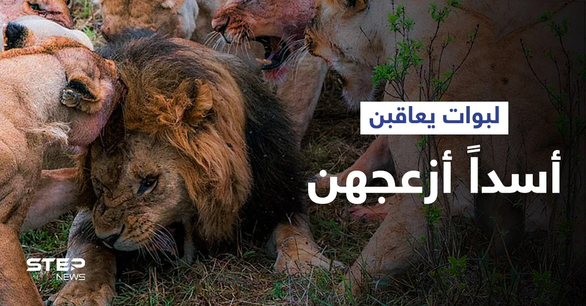 شاهد|| لبوات غاضبات يهاجمن أسداً بطريقة شرسة ويفقدْنَه "خصيته" بحادثة نادرة للغاية