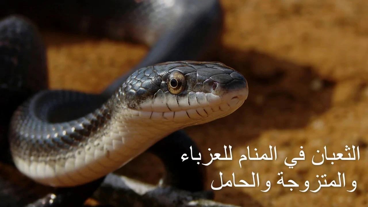 تفسير حلم الثعبان في المنام لابن سيرين ... احذر منه