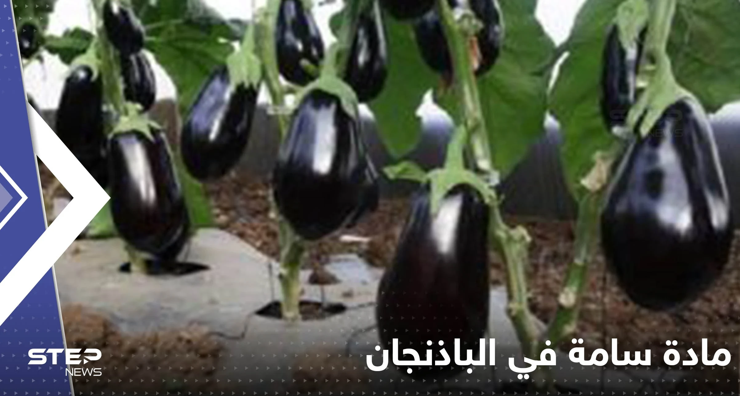 مادة سامة في الباذنجان تخلصوا منها فورا.. خبراء يحذرون منها ويكشفون خطورتها