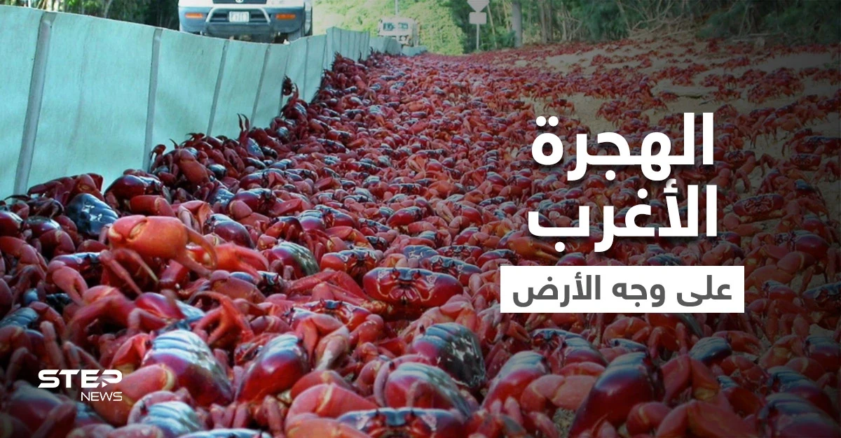 شاهد|| بأغرب هجرة غامضة على وجه الأرض.. ملايين "مصاصي الدماء" يجتاحون شوارع أستراليا ويحتلون أرصفتها ويرعبون سياحها (فيديو)