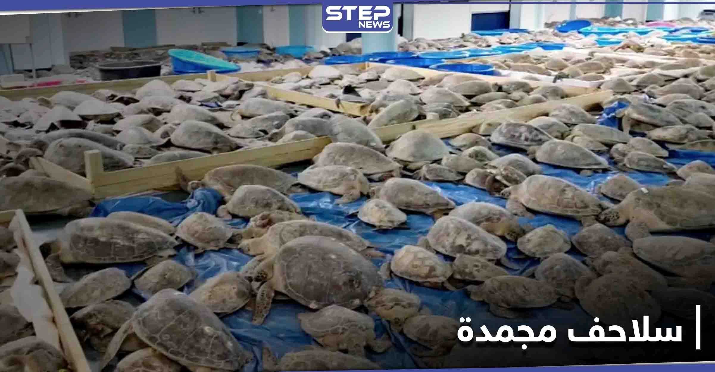 تكساس.. متطوعون ينقذون آلاف السلاحف البحرية من خطر التجمد أنثاء العاصفة