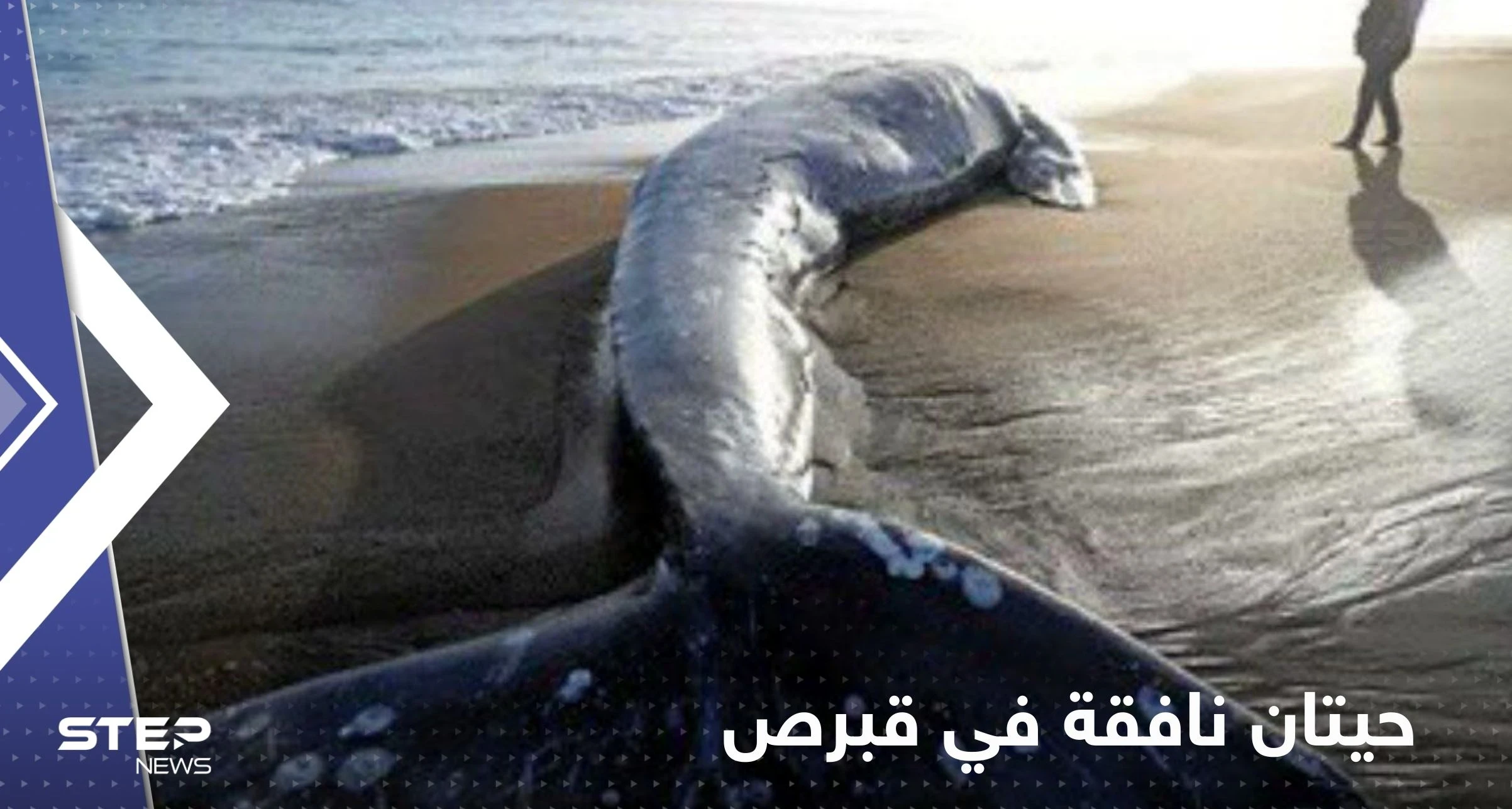 "لغز" مرتبط بالزلزال الكبير.. حيتان نافقة على شواطئ قبرص