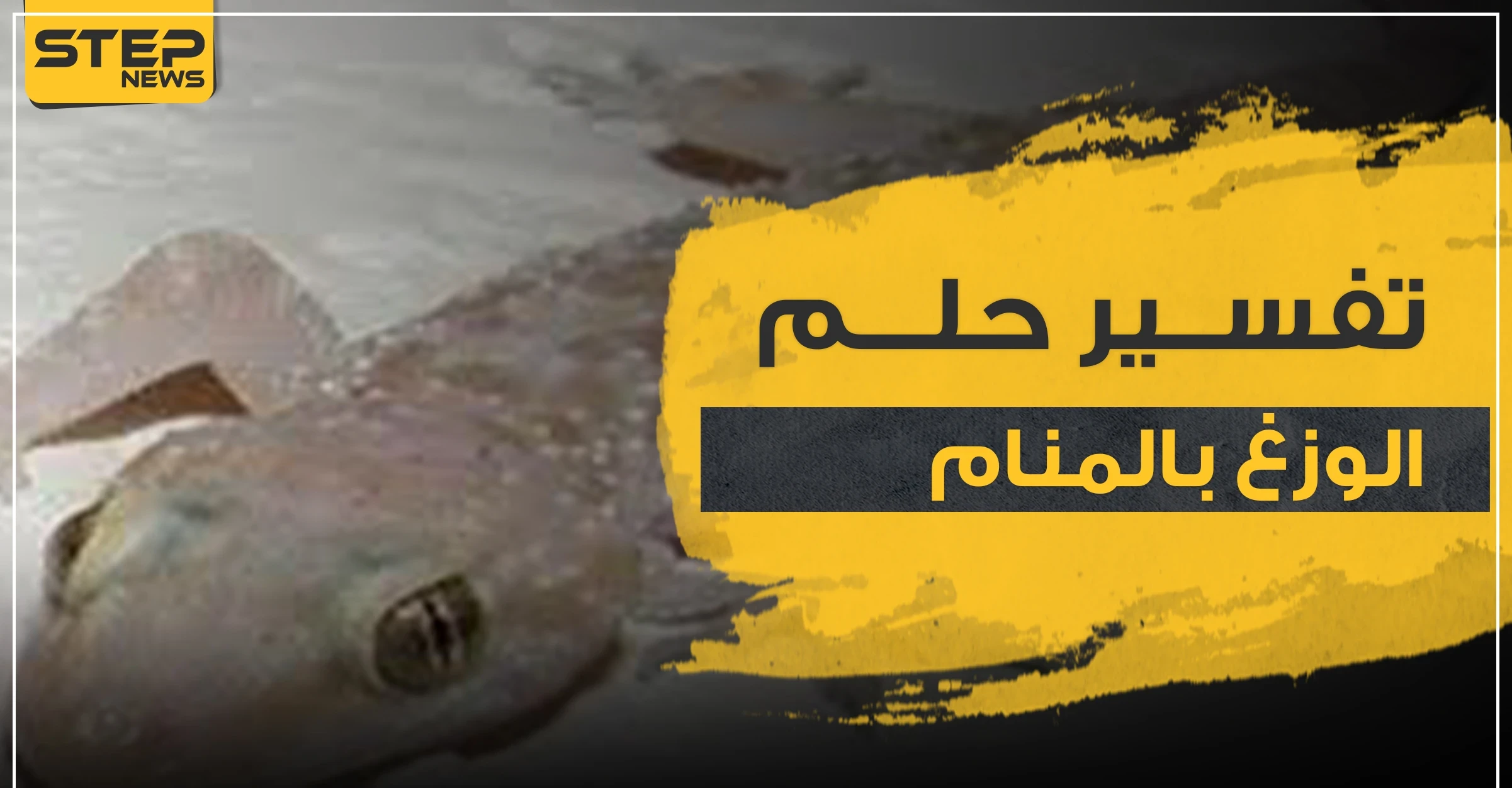 تفسير حلم الوزغ في المنام بجميع دلالاته وحسب ألونه