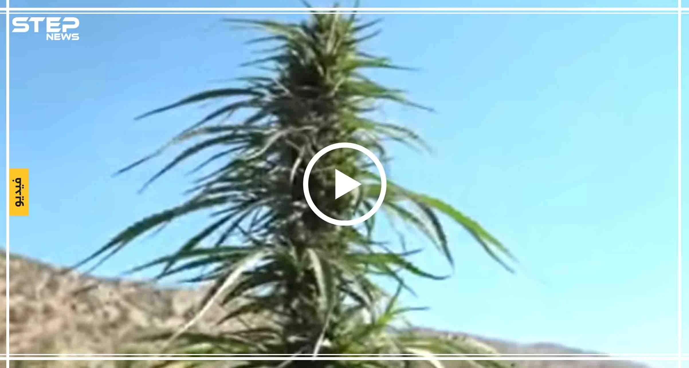 شاهد بالفيديو || تاجر حشيش لبناني يُطالب الحكومة بفتح المعابر لتصدير الحشيش ويقول "افتحوا المعابر بدنا نطعمي ولادنا مال حلال"
