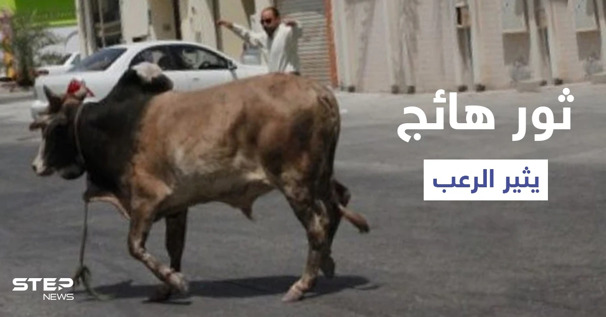 شاهد|| ثور هائج بشوارع تبوك يثير ذعر المارة وعجل يقتحم طريق عام ويتسبب بوقوع حادث مؤلم
