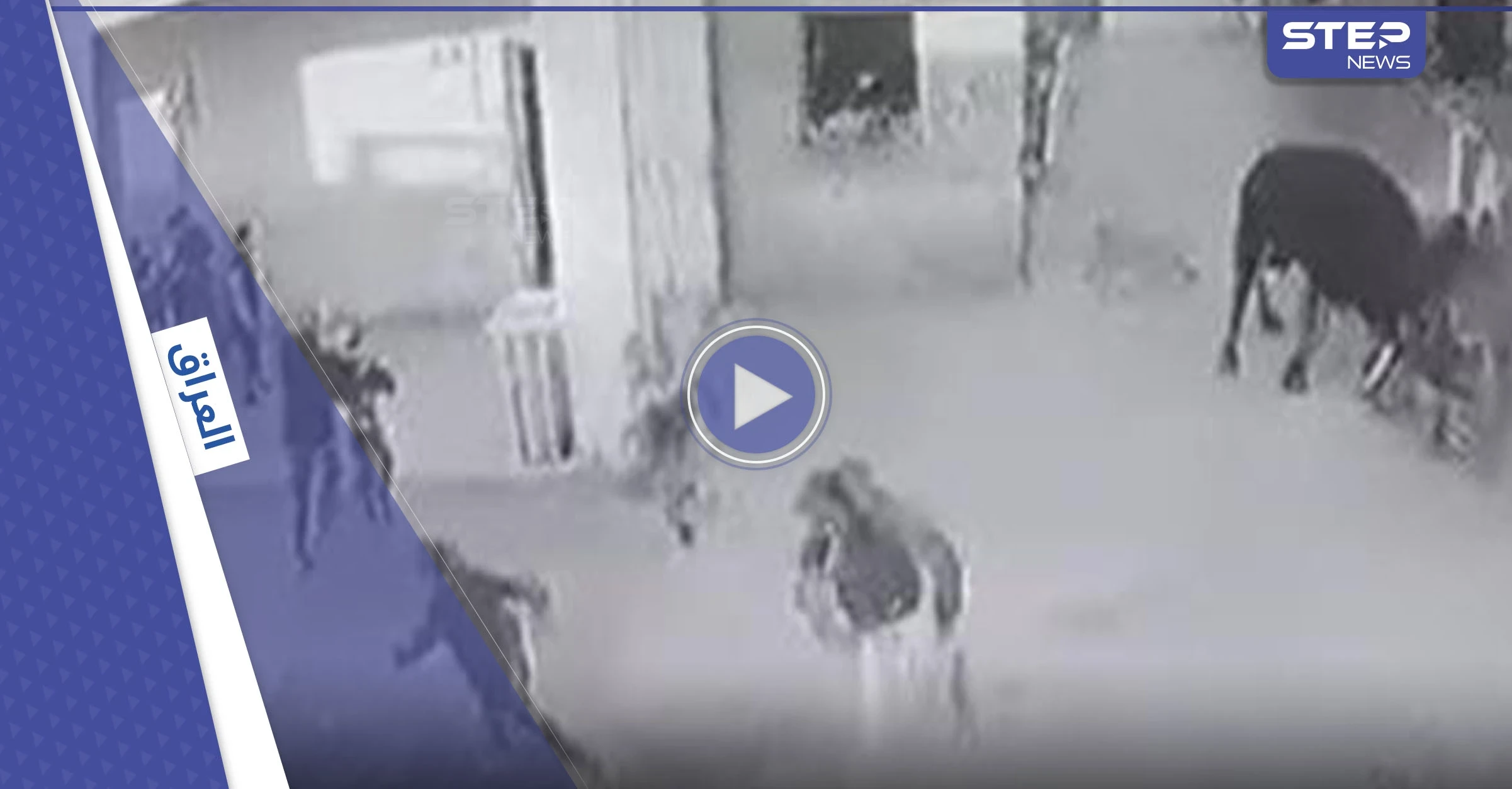بالفيديو|| غضب في العراق بعد اقتحام ثور هائج لمدرسة ابتدائية في البصرة وتسببه بإصابات بين الطلاب