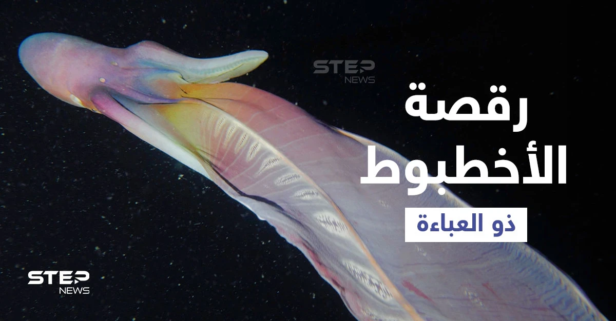 بالفيديو|| مشاهد نادرة لأنثى الأخطبوط ذو العباءة ترقص تحت الماء بشكل غريب لمراوغة المخلوقات المفترسة