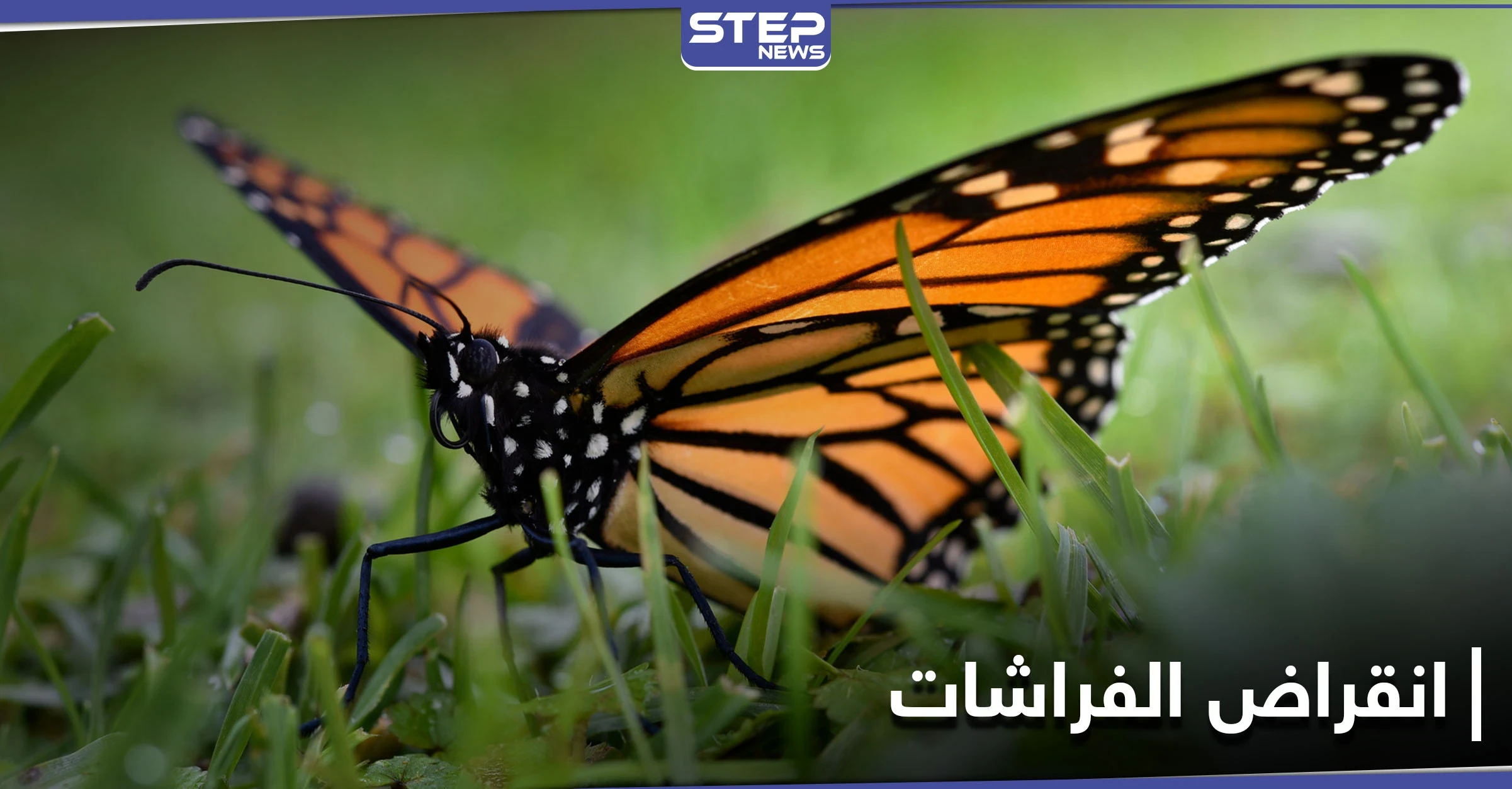 لن تعرف الأجيال القادمة الفراشات.. دراسة علمية تكشف سبب انخفاض أعدادها المتسارع