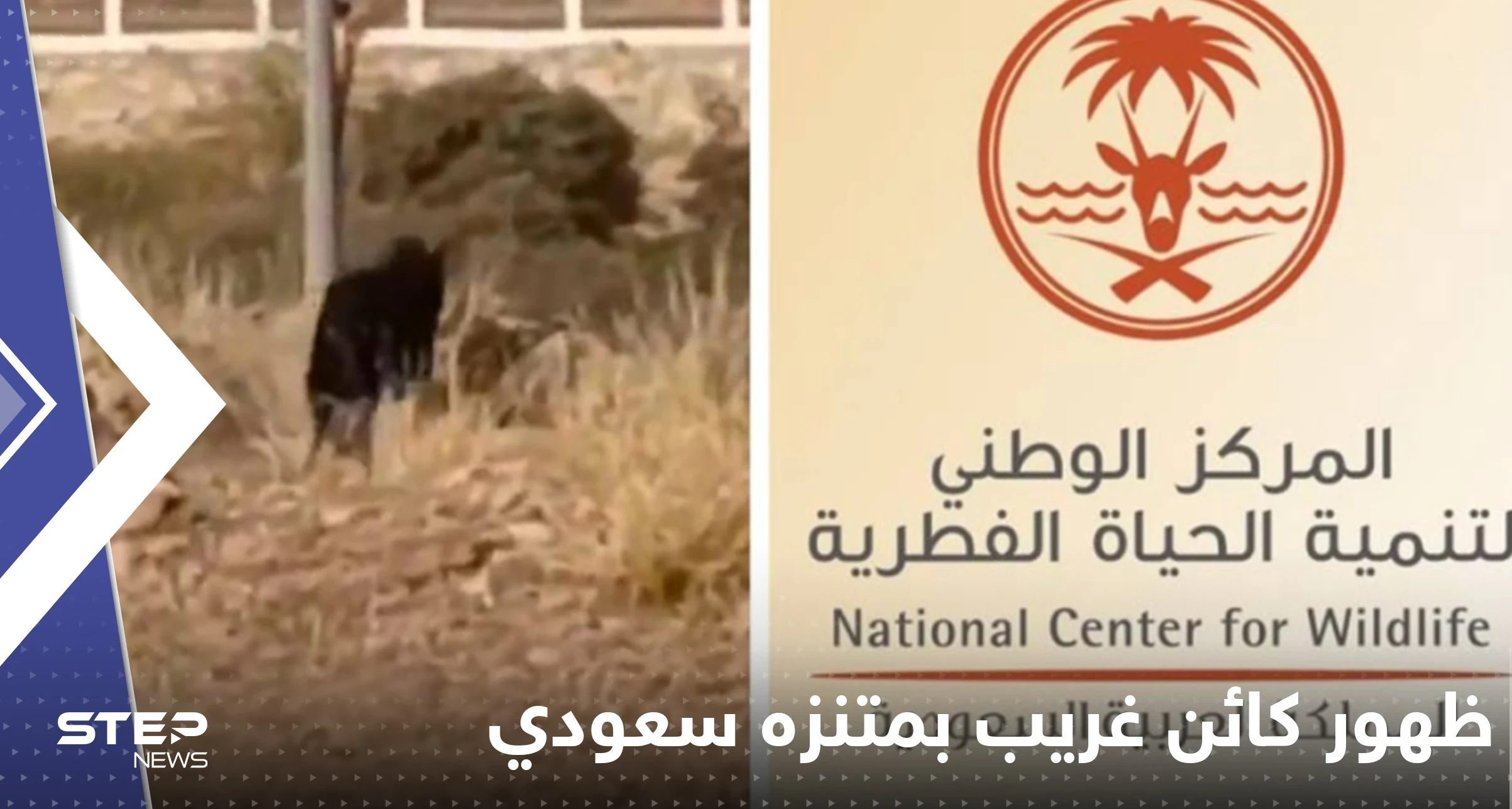 شاهد|| الحياة الفطرية تعلق على ظهور كائن غريب أسود بمتنزه جنوب السعودية