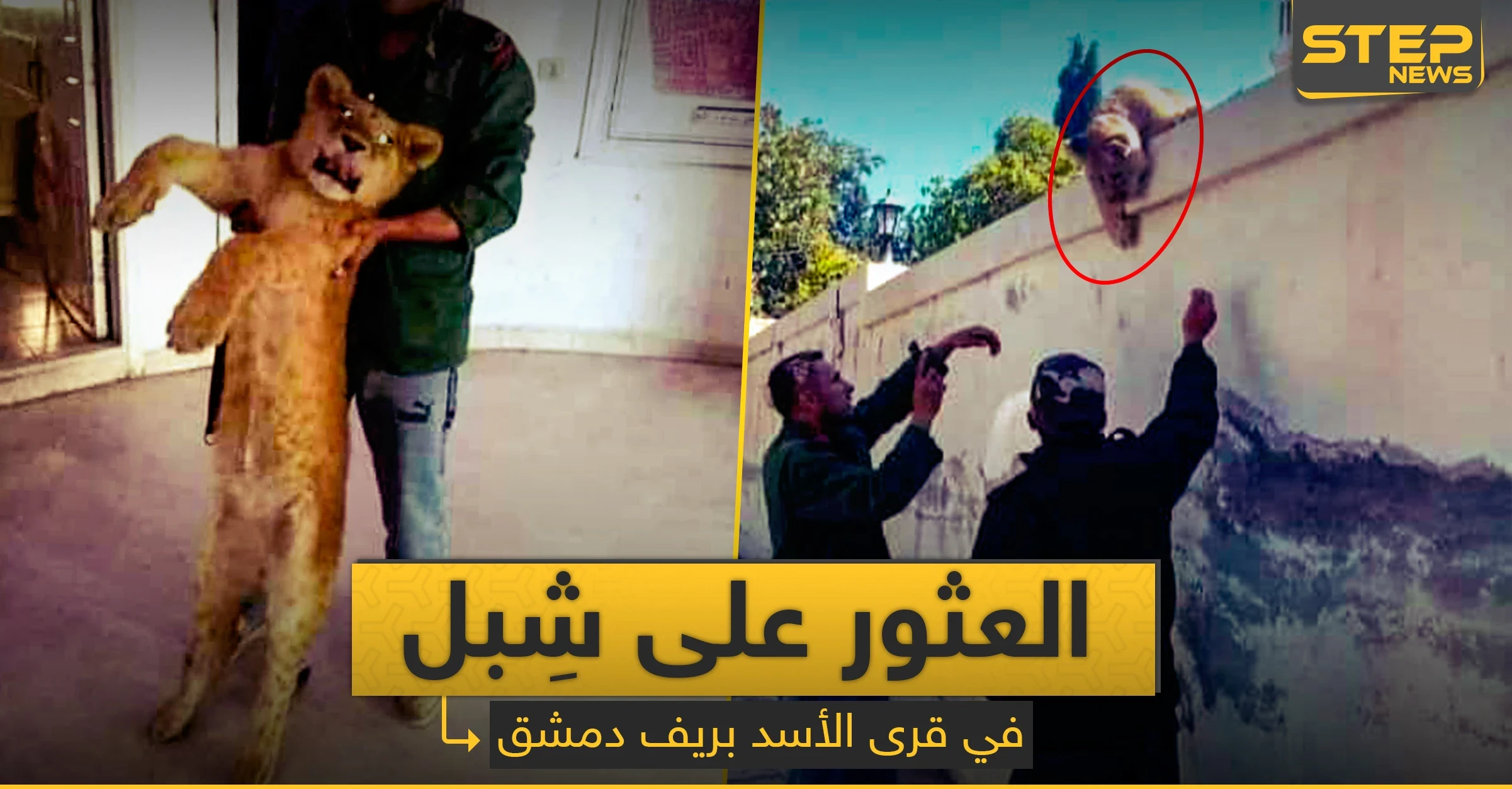 شبل أسد يتجول بدمشق.. ماذا حل به بعد تسليمه للشرطة (صورة)