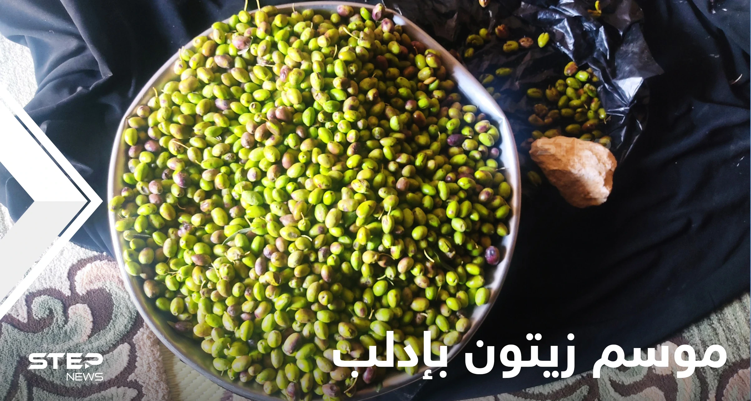 موسم زيتون إدلب.. ارتفاع خيالي في الأسعار لأسباب عدة يكشف عنها المزارعون (شاهد)