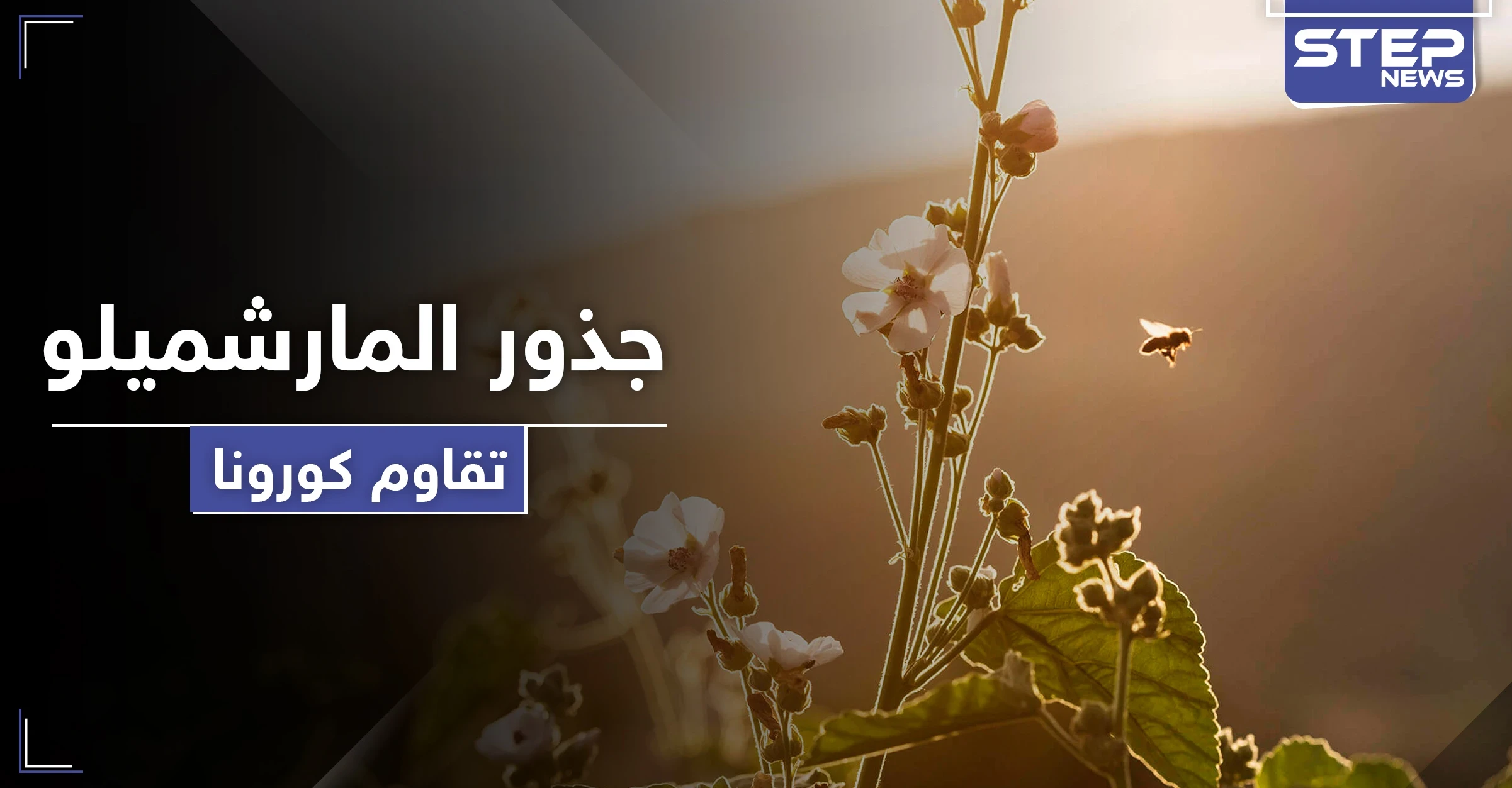 عشبة جذور المارشميلو تخفف من الأعراض الخطرة لفيروس كورونا.. تعرف إليها