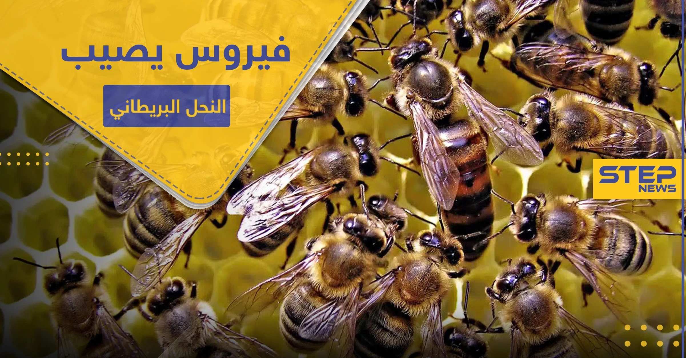 شلل النحل المزمن.. فيروس فتاك يصيب مستعمرات العسل بهذه البلاد