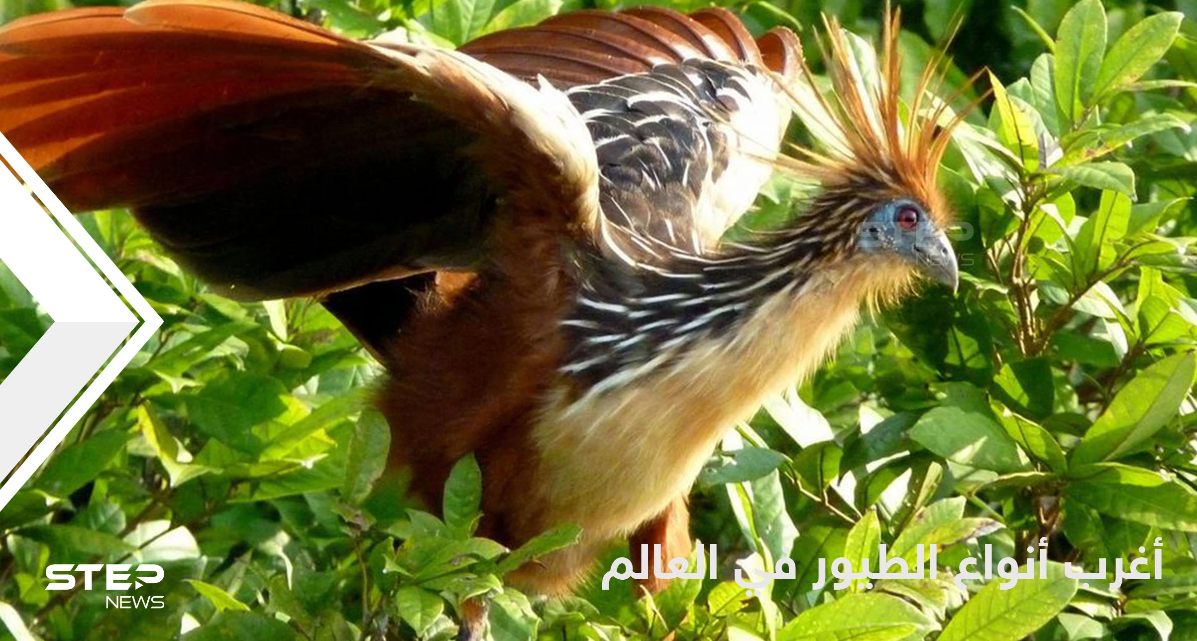 شاهد|| أغرب أنواع الطيور حول العالم وطرق حياتها المدهشة