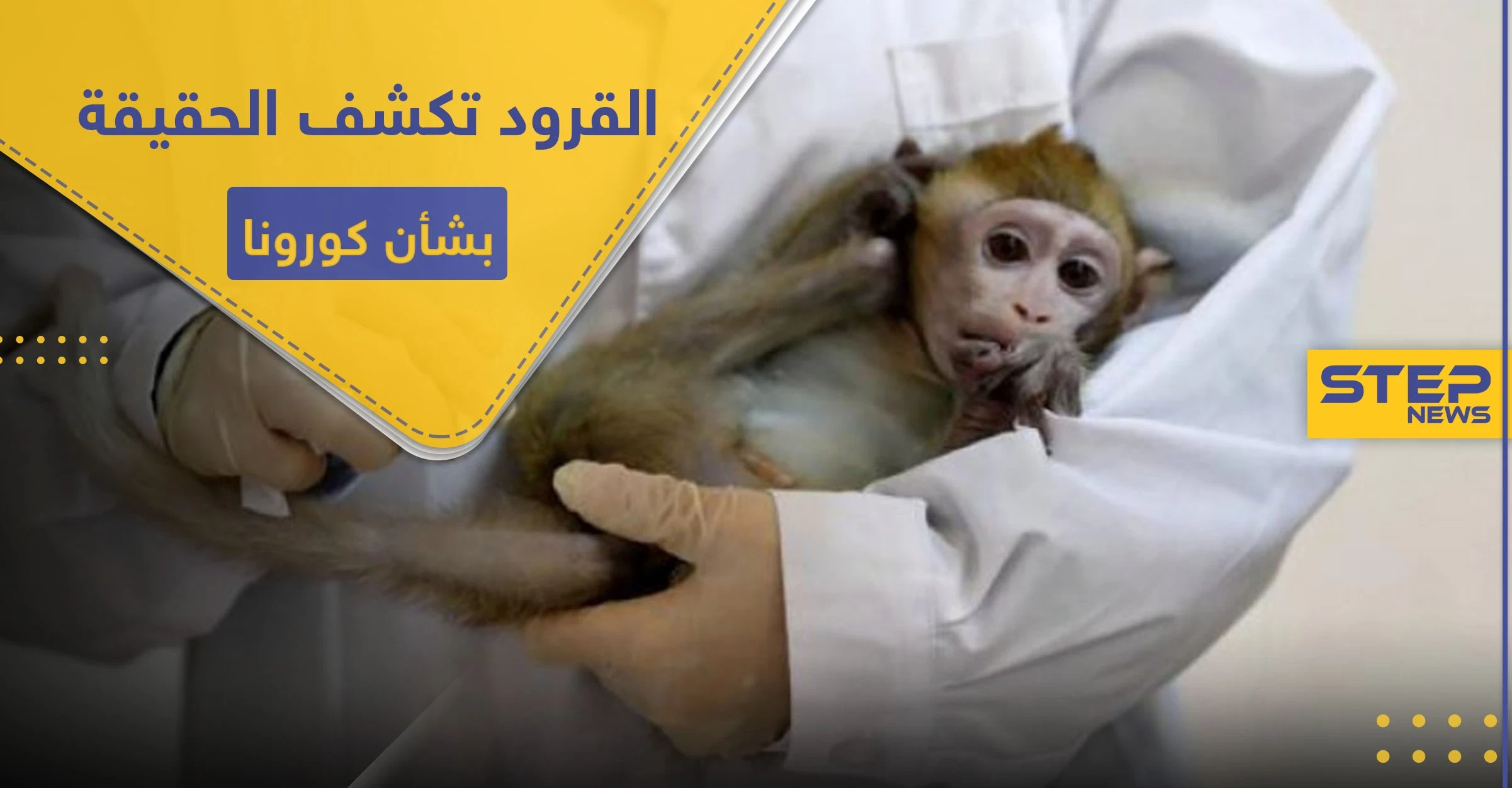 مع اقتراب عدد المصابين من عتبة الـ6 مليون.. القرود تحمل بشرى سارة لمواجهة كورونا