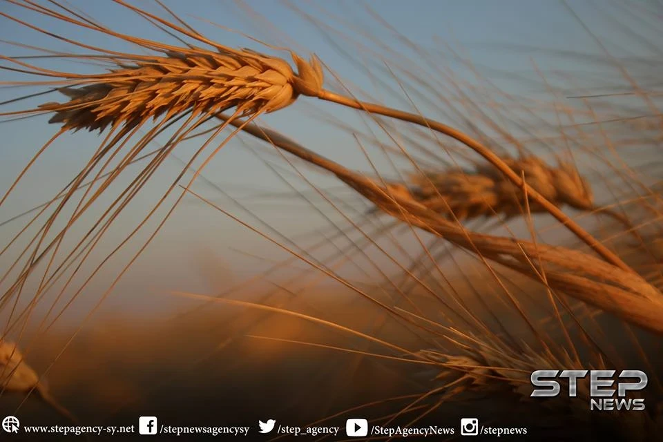 ملخص أحداث سوريا – الخميس 15 -11- 2018