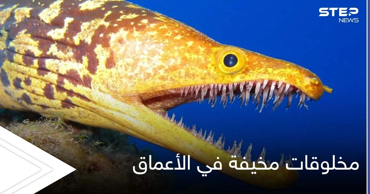 شاهد||أغرب المخلوقات المخيفة في أعماق البحار.. من بينها سمكة الشبح بأعينها المتوهجة