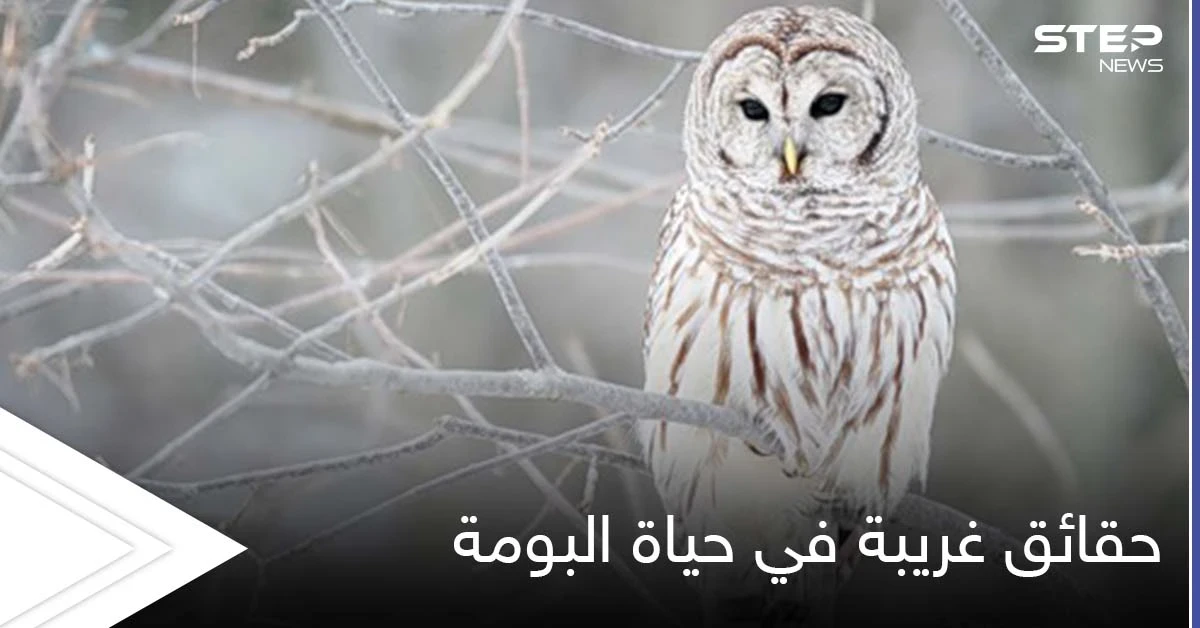تعيش في نظام العائلة ولا يهجرها أطفالها.. حقائق غريبة في حياة البومة بطلة الحكايات الخيالية