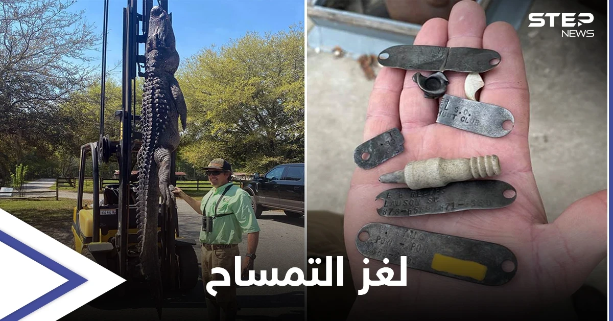 شاهد بالصور|| صيد تمساح عملاق يكشف لغز عمره 24 عاماً