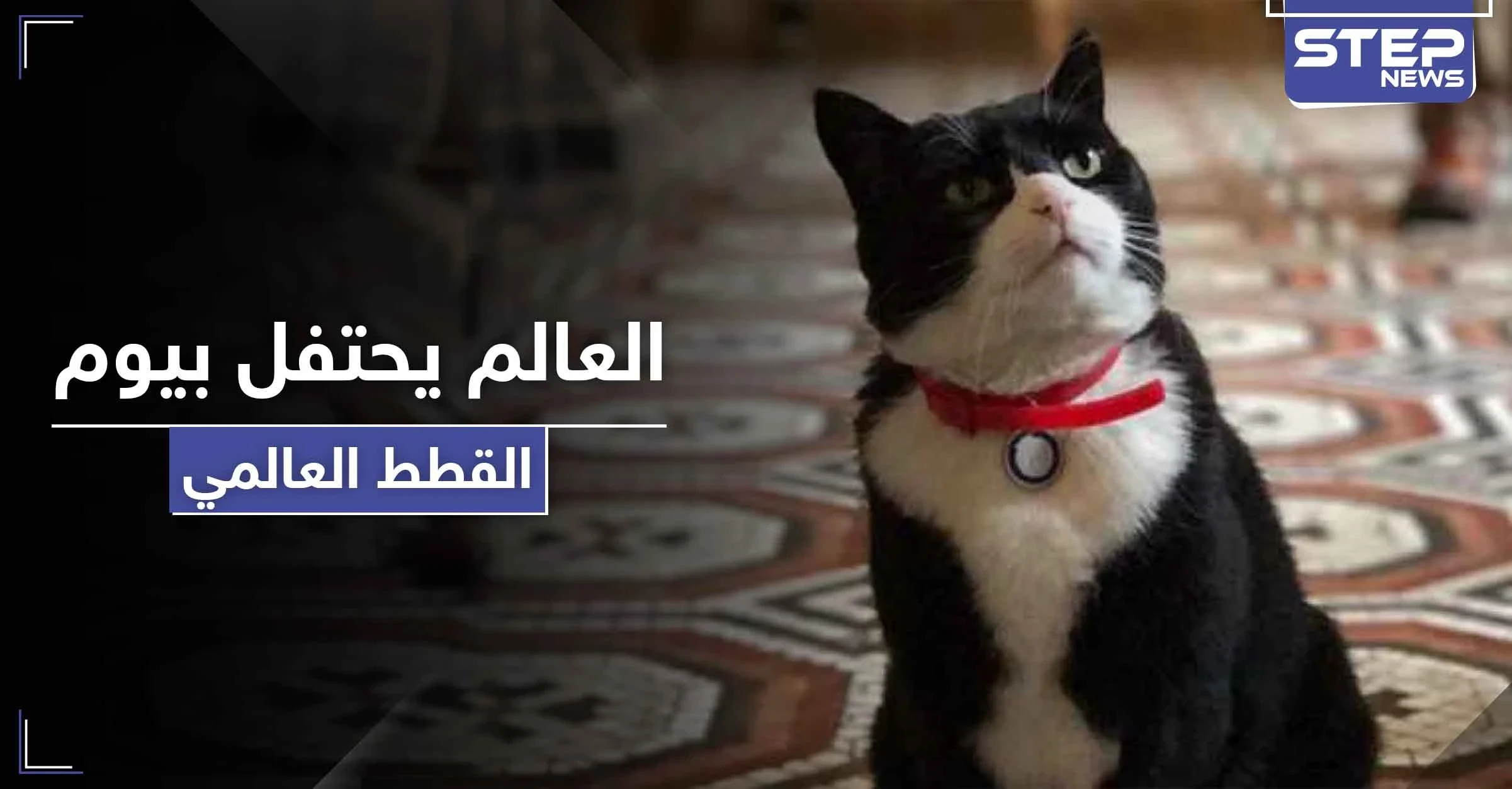 في يوم القطط العالمي.. قط الخارجية البريطانية يستقيل من منصبه والأخيرة توضح الأسباب