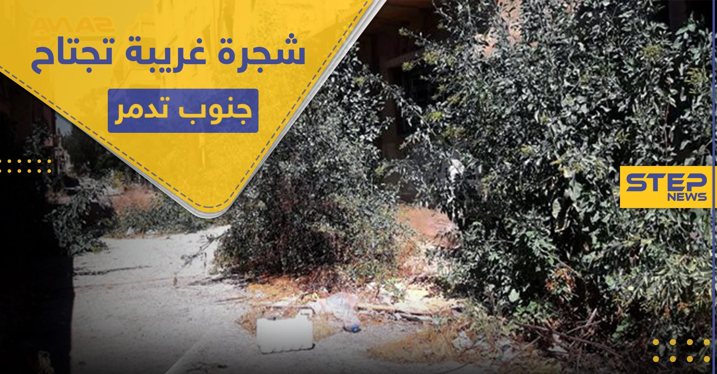 بالصور|| ظهور شجرة غريبة لأول مرة في سوريا.. وتحذيرات من خطرها القاتل