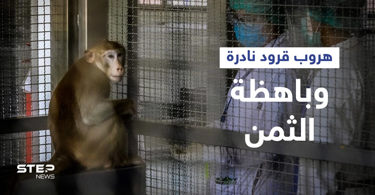 هروب قرود نادرة تُستخدم لأبحاث كورونا بعد حادث سير في ولاية أمريكية والشرطة تتدخل