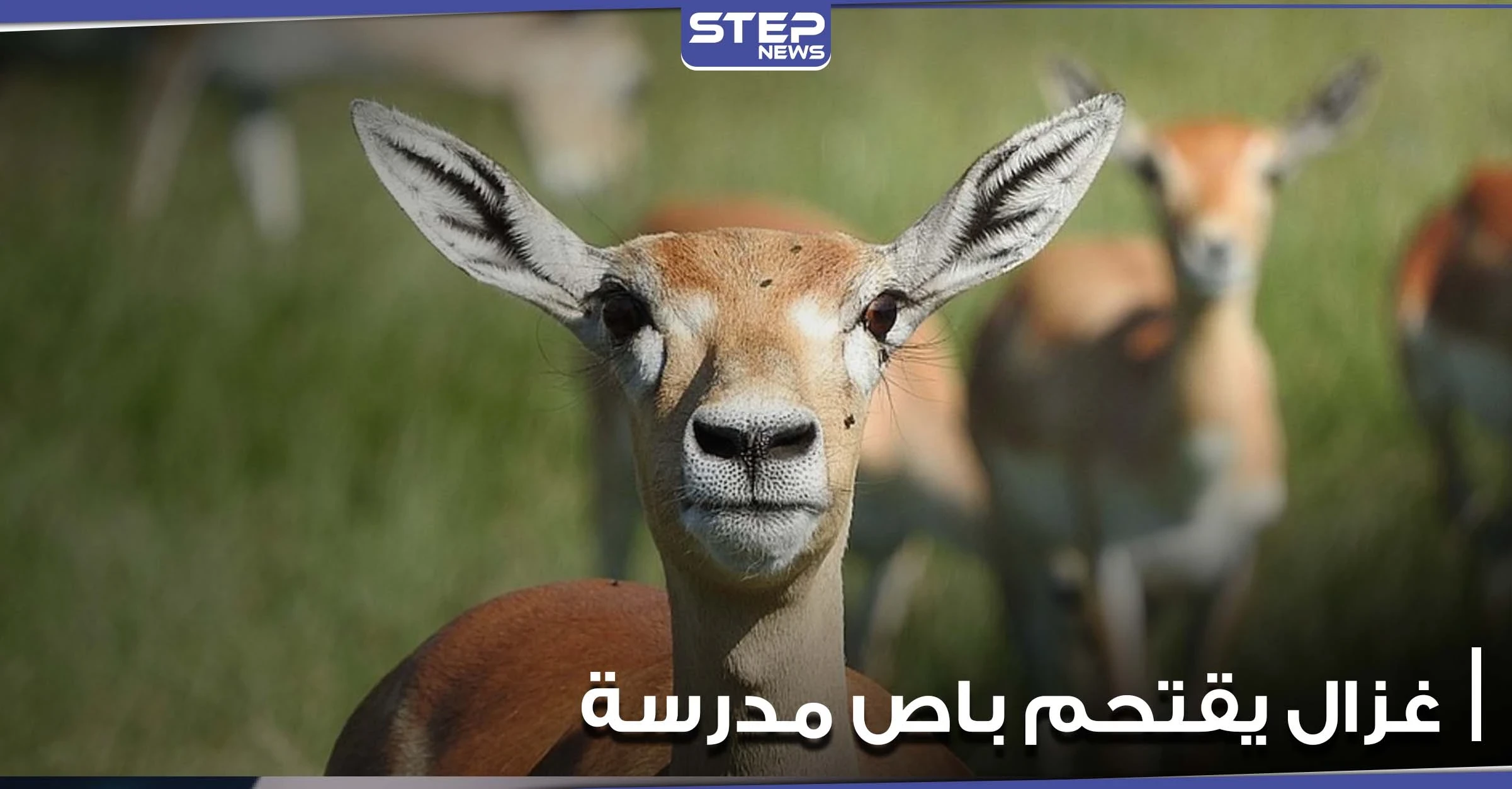 بالفيديو|| غزال يصطدم بباص مدرسة ويخترق الزجاج الأمامي في ولاية فيرجينيا الأمريكية ونجاة طالب نائم