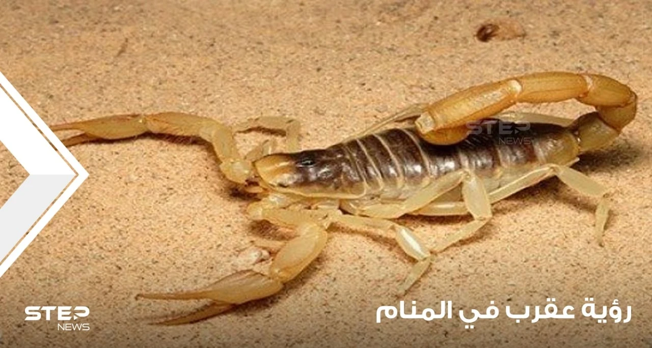 رؤية العقرب في المنام وتفسير لدغته ودلالاتها على الخير والشر